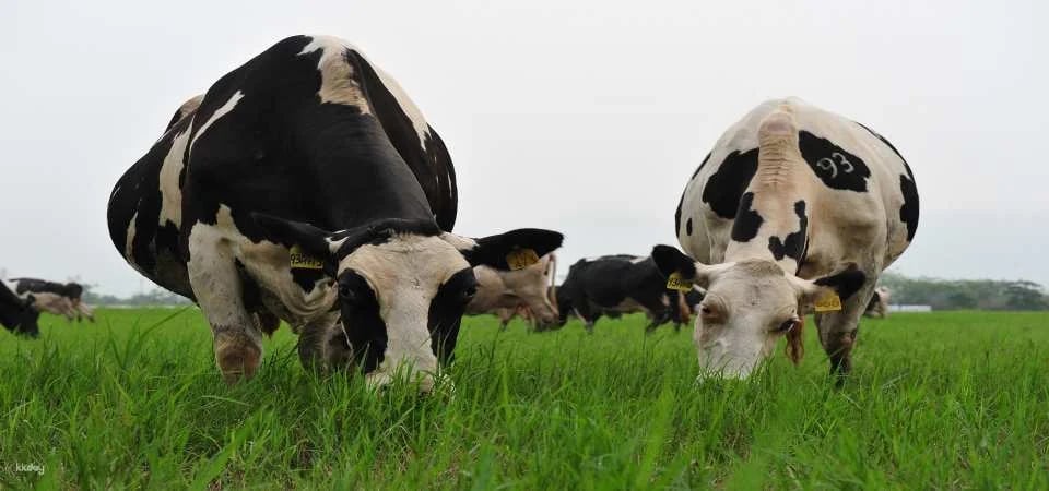 Hualien Shin Kong Chao Feng Leisure Farm Tickets