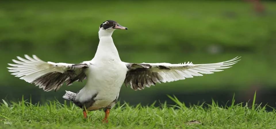 Hualien Shin Kong Chao Feng Leisure Farm Tickets