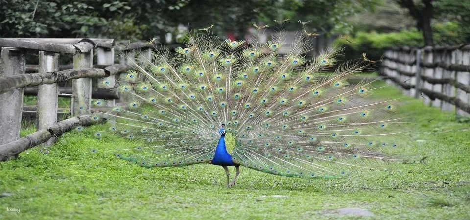 Hualien Shin Kong Chao Feng Leisure Farm Tickets