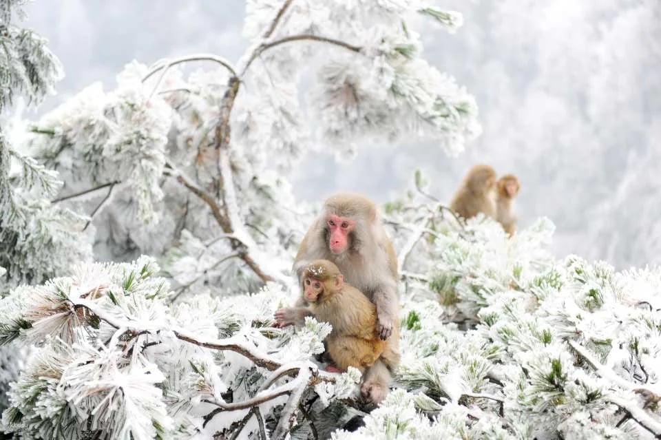 [Hunan/Zhangjiajie, China] Tianmen Mountain Scenic Area Ticket/Ropeway Package