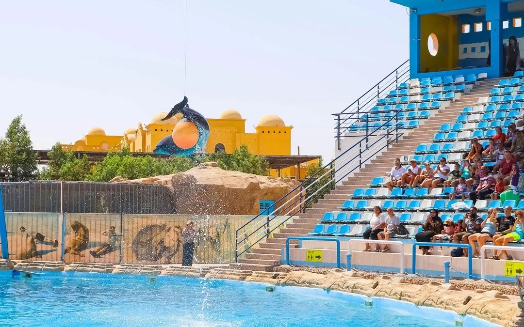 Hurghada Dolphin World Show & Meet-the-Dolphin Photo Experience with Transfers Image 4