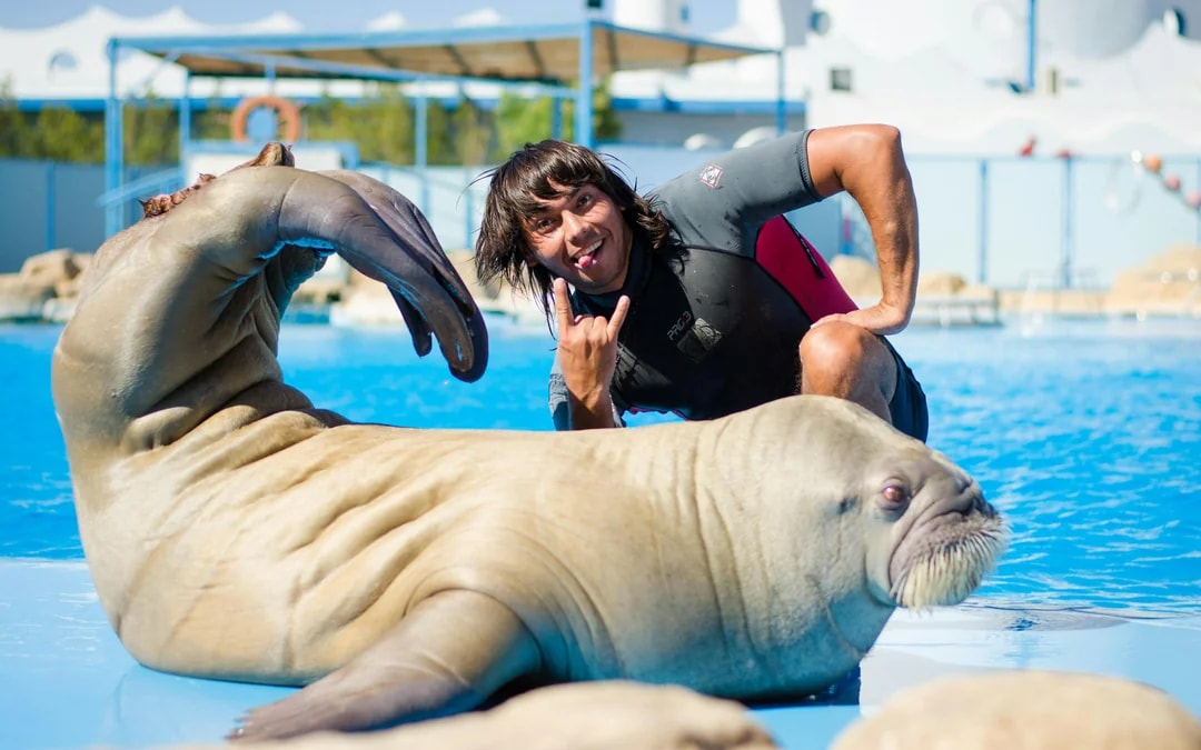 Hurghada Dolphin World Show & Meet-the-Dolphin Photo Experience with Transfers Image 7