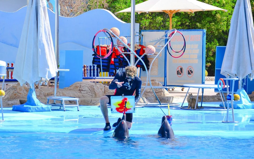 Hurghada Dolphin World Show & Meet-the-Dolphin Photo Experience with Transfers Image 8