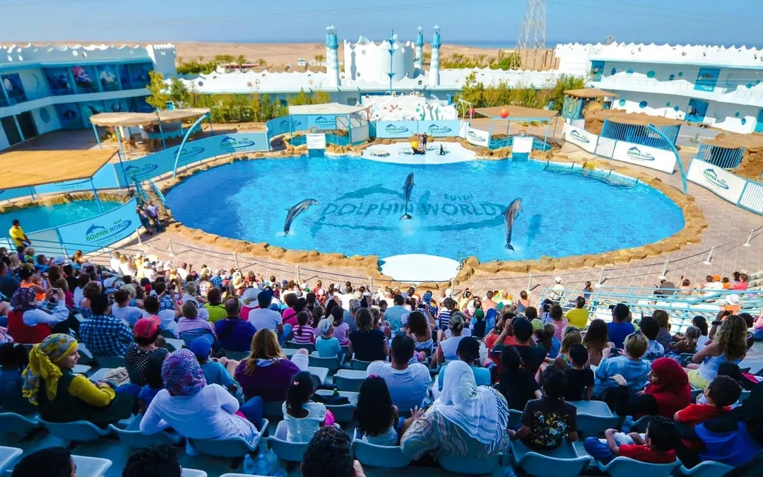 Hurghada Dolphin World Show & Meet-the-Dolphin Photo Experience with Transfers Image 9