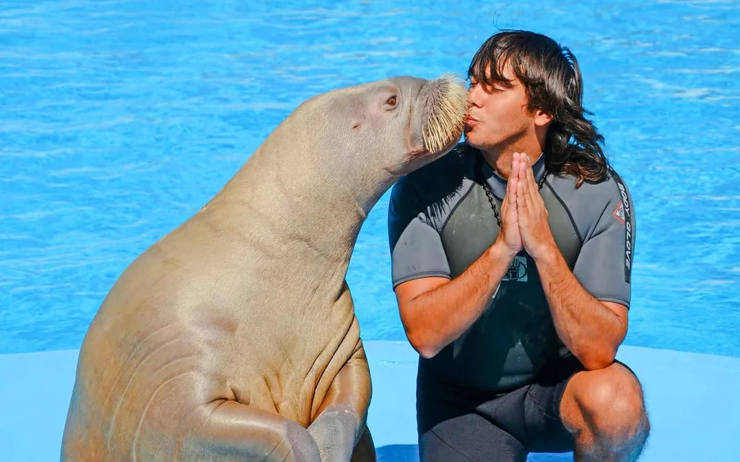 Hurghada Dolphin World Show Tickets with Optional Transfers  Image 3