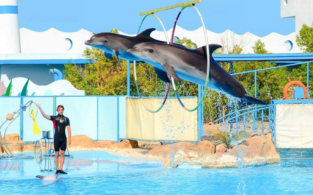 Hurghada Dolphin World Show Tickets with Optional Transfers  Image 9