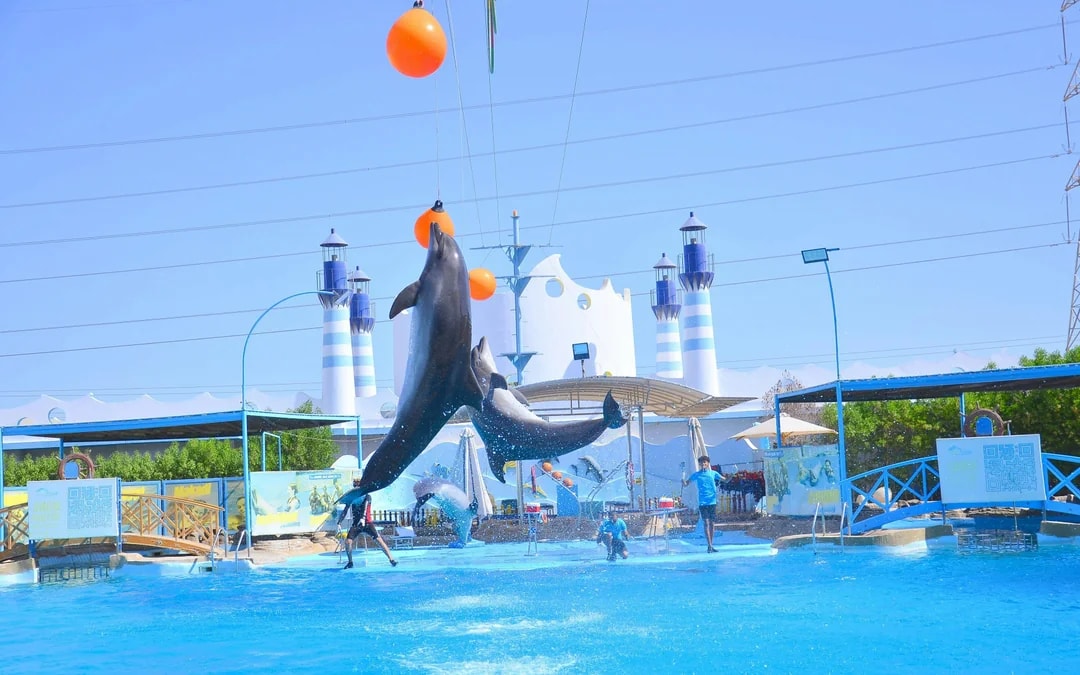 Hurghada Dolphin World Show with Dolphin Swim Session & Transfers Image 5