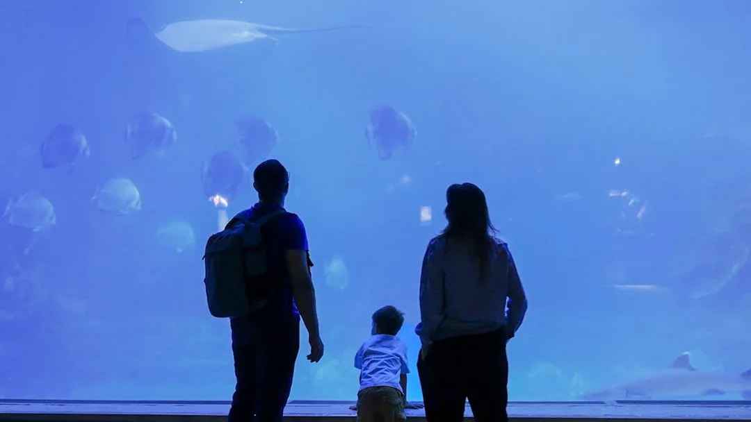 Family watching marine life in large aquarium.