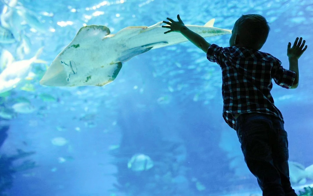 Hurghada Grand Aquarium Entry Tickets Image 6