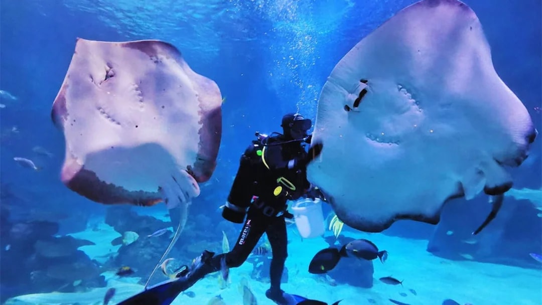 Diver swimming with stingrays at Hurghada Grand Aquarium.