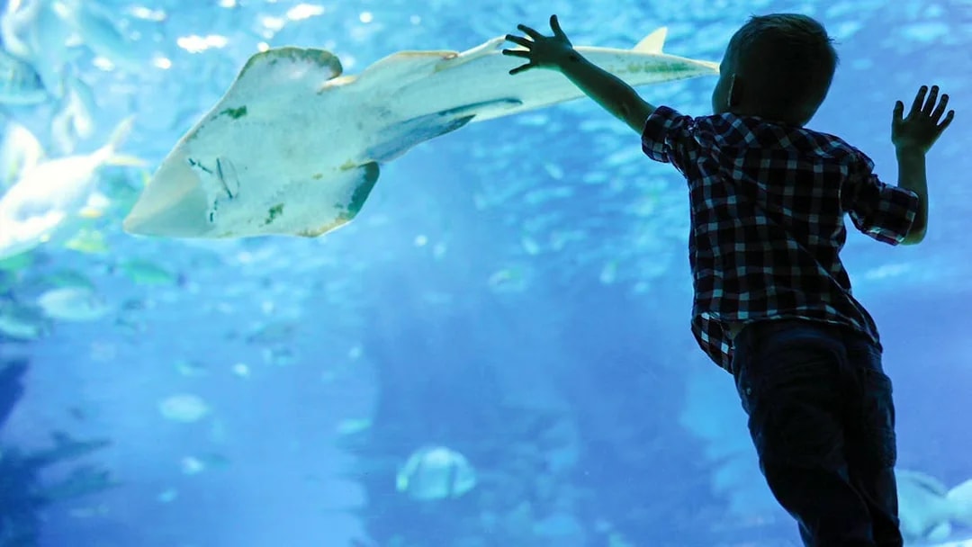 Child reaching towards a ray in an aquarium exhibit.