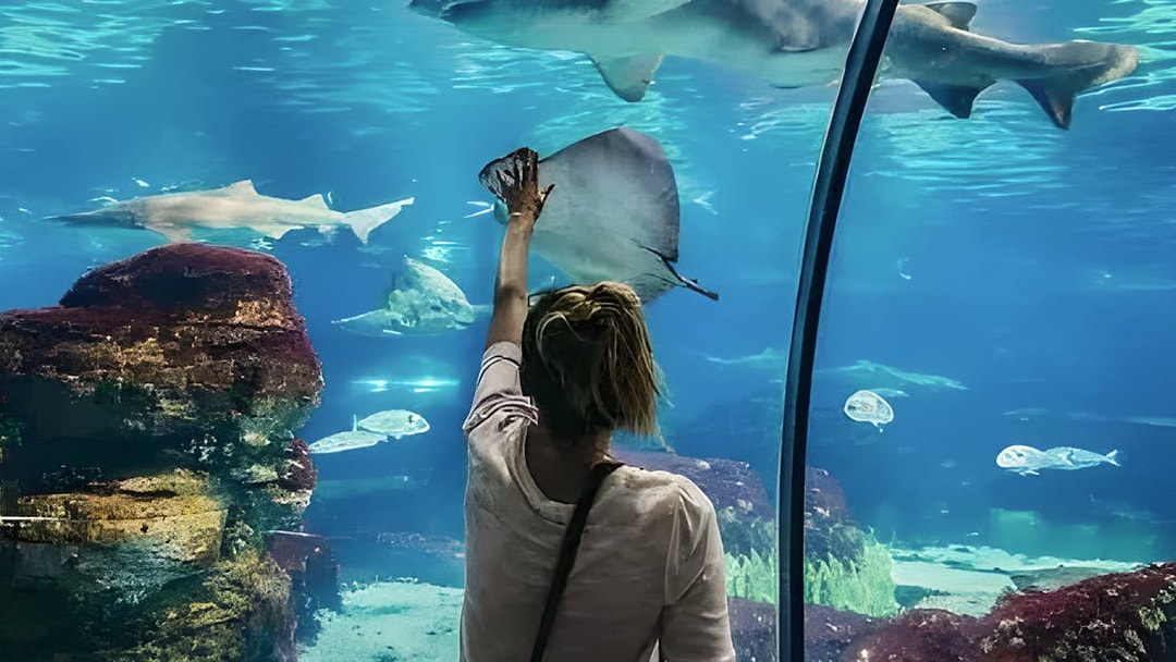 Visitor interacting with marine life at Hurghada Grand Aquarium.