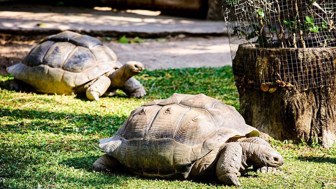 Two large turtles in a zoo enclosure on grass.