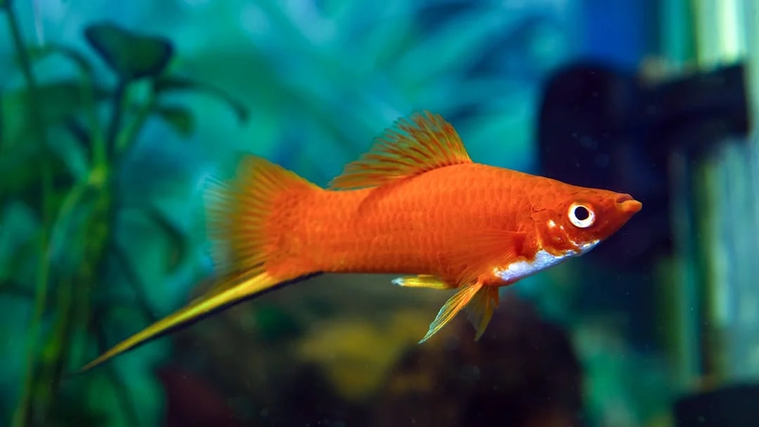 Red swordtail male swimming in a vibrant aquarium setting.