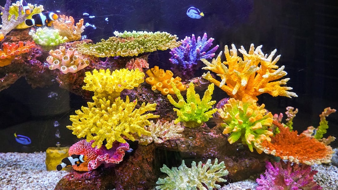 Colorful fish swimming among vibrant corals in an aquarium.