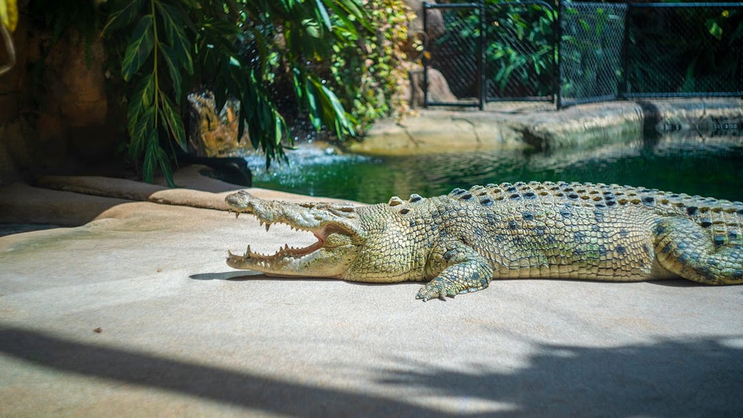 Crocodile basking in the sun at WILD LIFE Sydney Zoo.