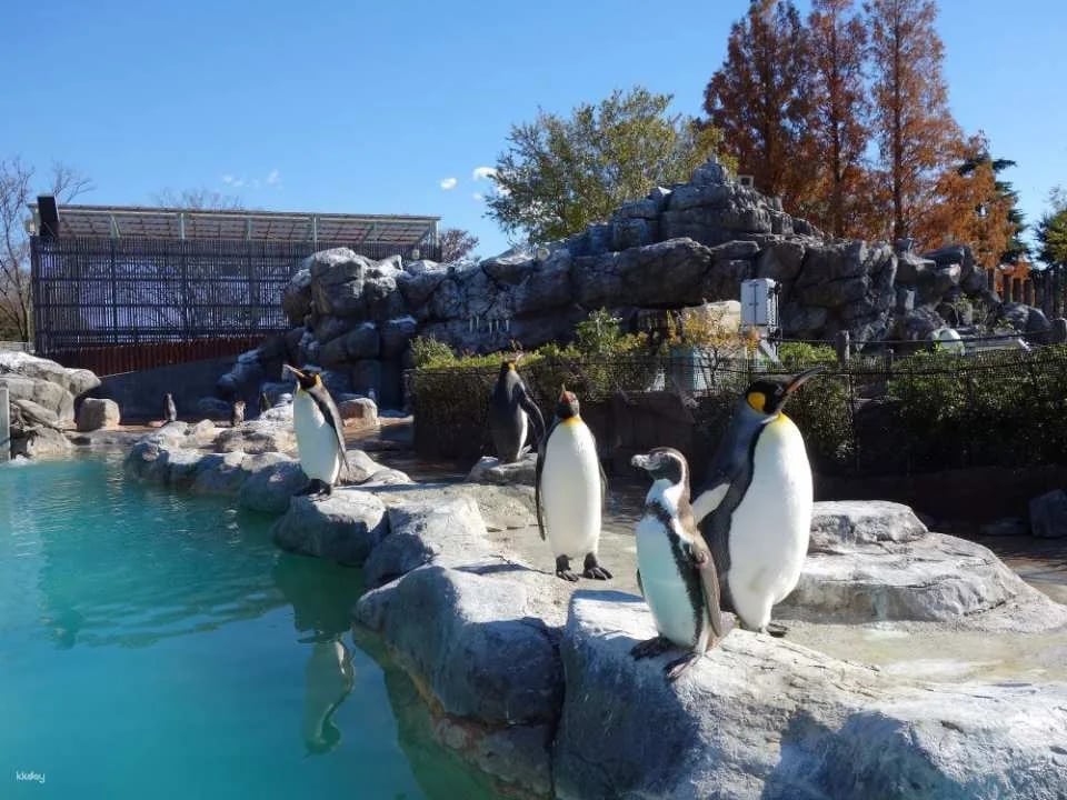 Hybrid Leisure Land Tobu Zoo Attraction Pass Set (Admission Ticket + Attraction Unlimited Ticket + Pool Admission Ticket *Only on business days) Reservation (Saitama Zoo)