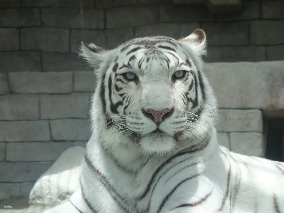Hybrid Leisure Land Tobu Zoological Park Admission Ticket Reservation (Saitama Zoo)
