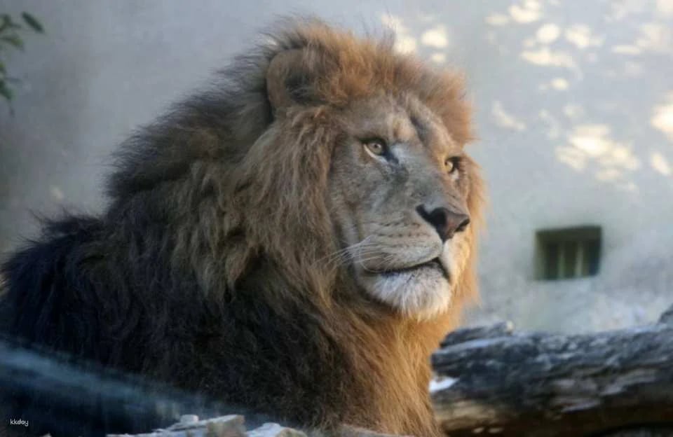 Hybrid Leisure Land Tobu Zoological Park Admission Ticket Reservation (Saitama Zoo)