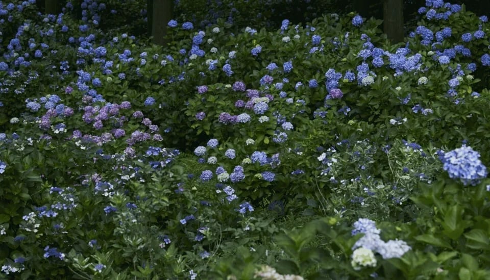 Ibaraki, Japan | Ibaraki Flower Park Tickets