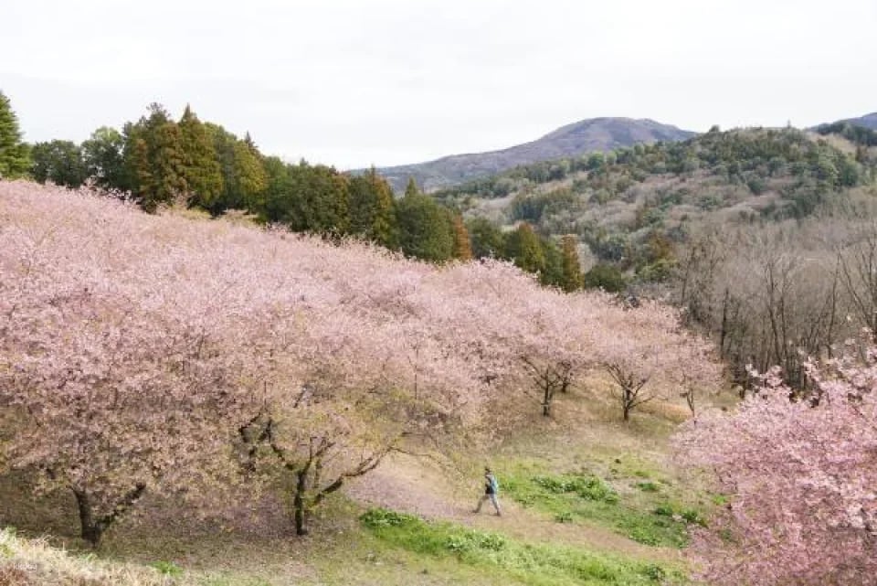 Ibaraki, Japan | Ibaraki Flower Park Tickets