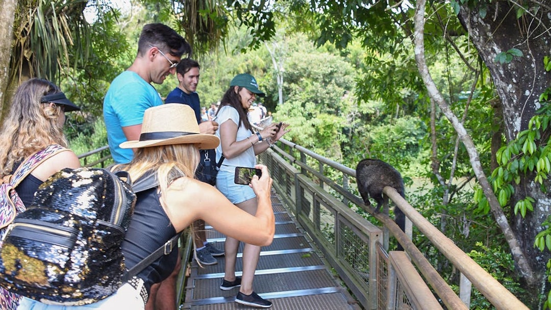 Tourists photographing coatis on a walkway near Iguazu Falls.