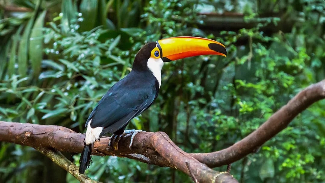 Toucan perched on a branch in lush forest near Iguazu Falls.