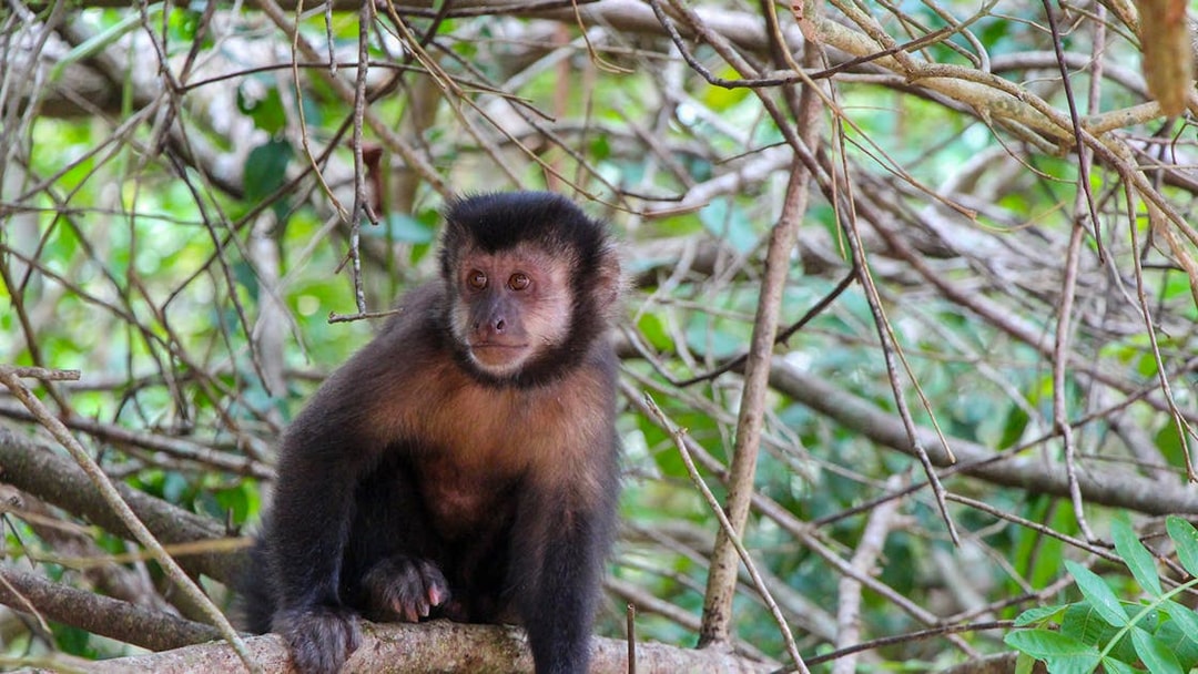 Capuchin monkey sitting on a branch at Iguazu Falls.