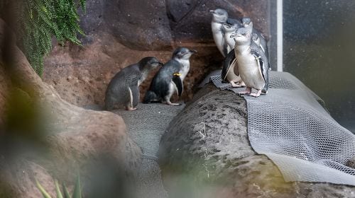 International Antarctic Centre General Admission Ticket