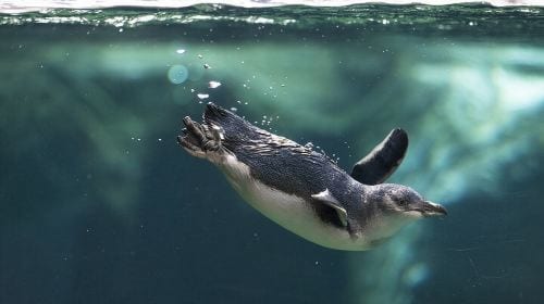 International Antarctic Centre General Admission Ticket