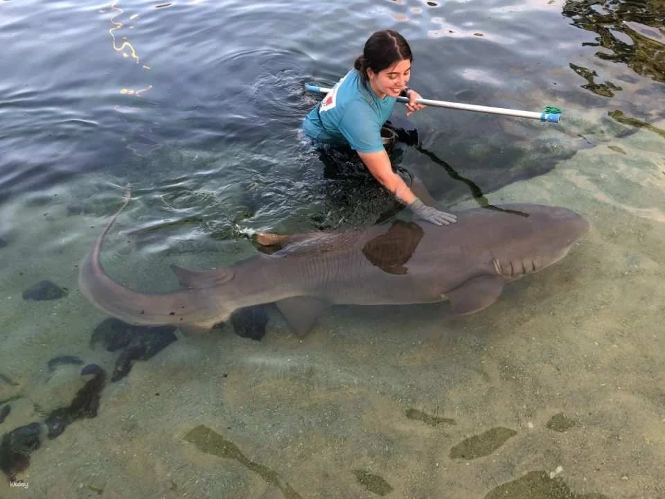 Irukandji Shark & Ray Encounters & Shallows Encounter Admission Ticket | New South Wales