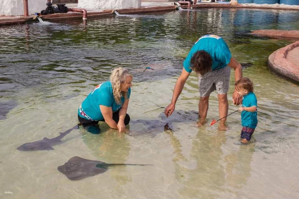 Irukandji Shark & Ray Encounters & Shallows Encounter Admission Ticket | New South Wales