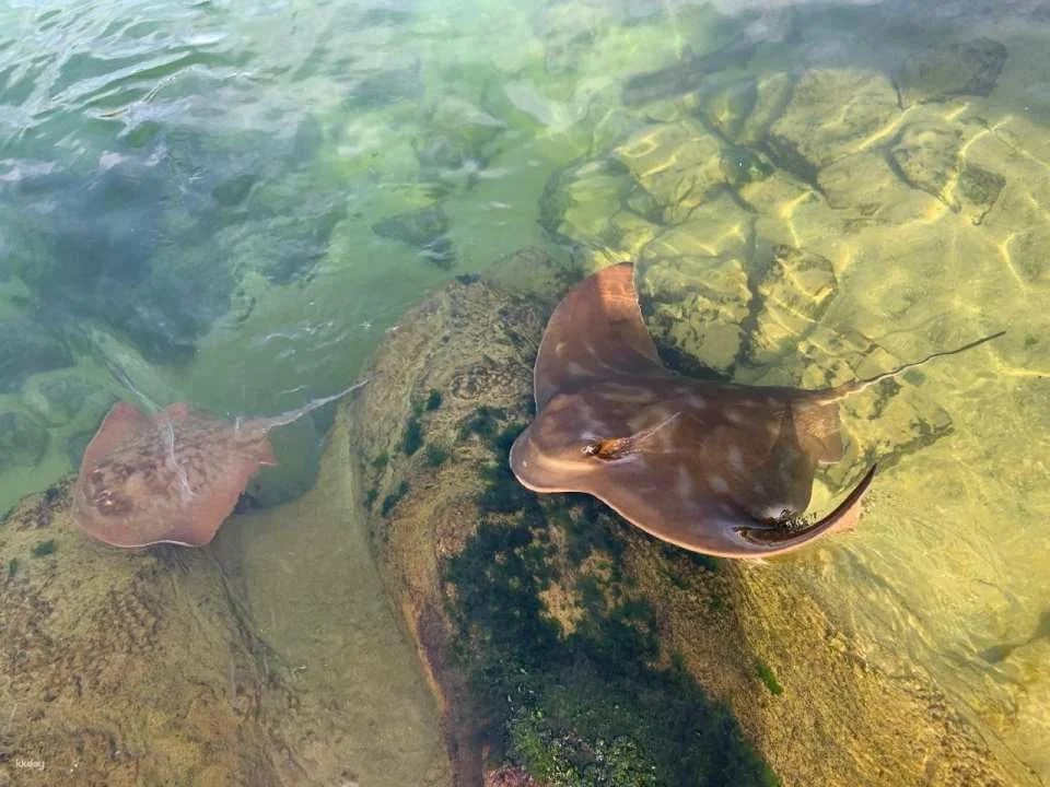 Irukandji Shark & Ray Encounters & Shallows Encounter Admission Ticket | New South Wales