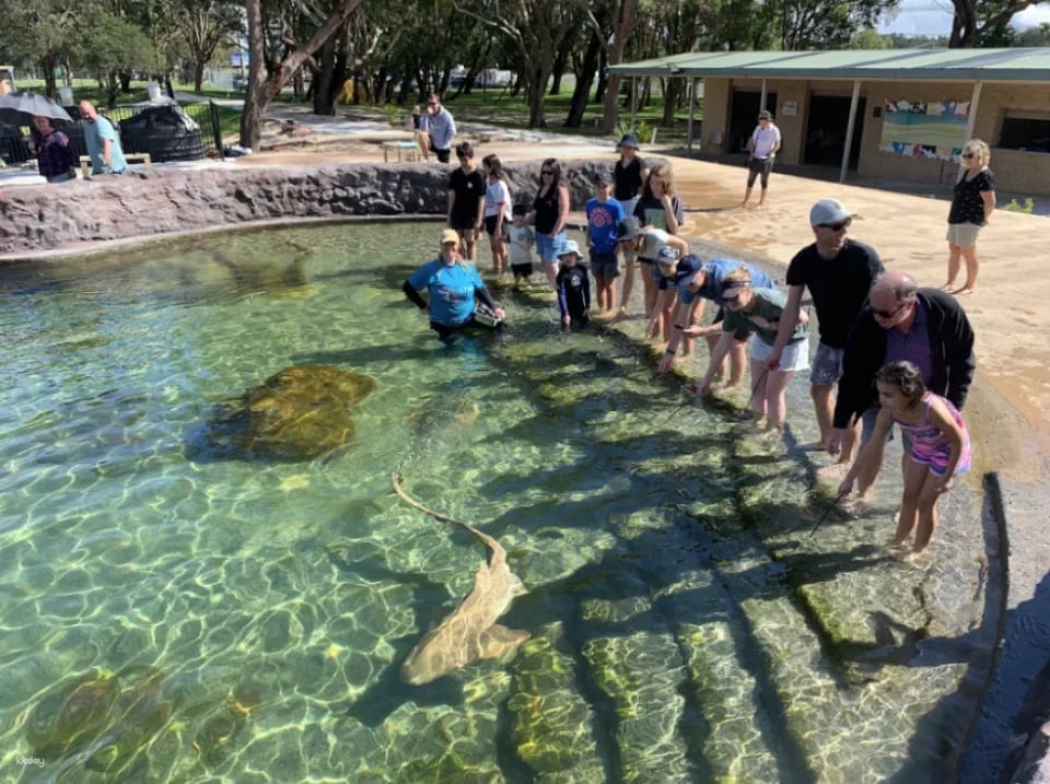 Irukandji Shark & Ray Encounters & Shallows Encounter Admission Ticket | New South Wales