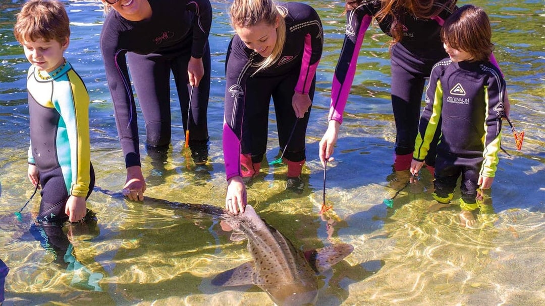 People interacting with a zebra shark in shallow water during an encounter experience.