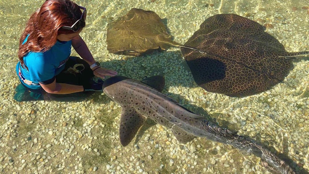 Person interacting with a zebra shark and stingrays in shallow water.