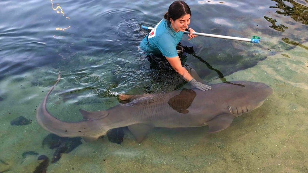 Irukandji Tawny Nurse Shark Encounter Tickets, Port Stephens