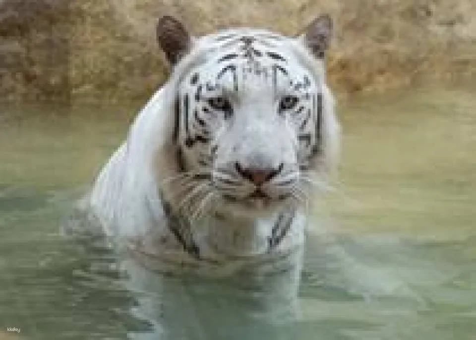 Ishikawa Zoo Admission Ticket