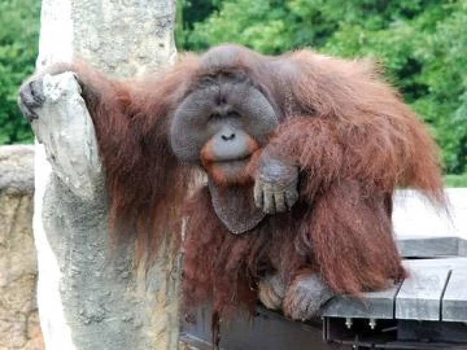 Ishikawa Zoo Admission Ticket