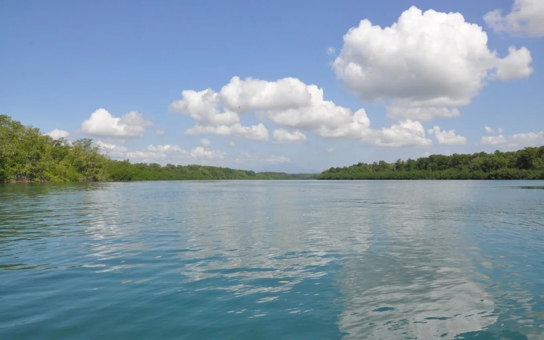 Isla Damas Mangrove Estuary Boat Tour with Lunch and Hotel Transfers from Manuel Antonio Image 4
