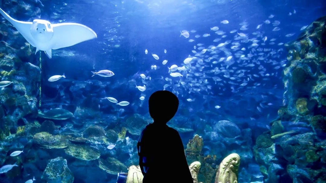Boy observing fish and a ray at Istanbul Aquarium.