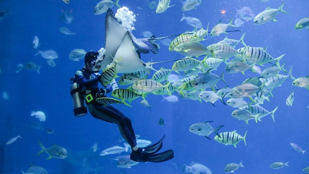 Diver interacting with fish and stingray at Istanbul Emaar Aquarium.