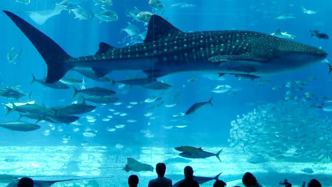 Whale shark swimming in Istanbul Aquarium, Turkey with visitors observing.