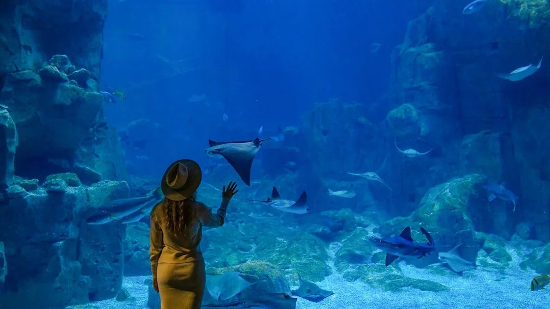 Visitor observing marine life at Istanbul Aquarium.
