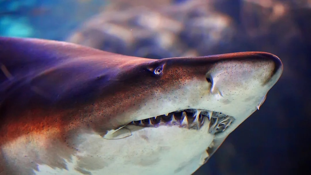 Shark swimming at Istanbul Emaar Aquarium.