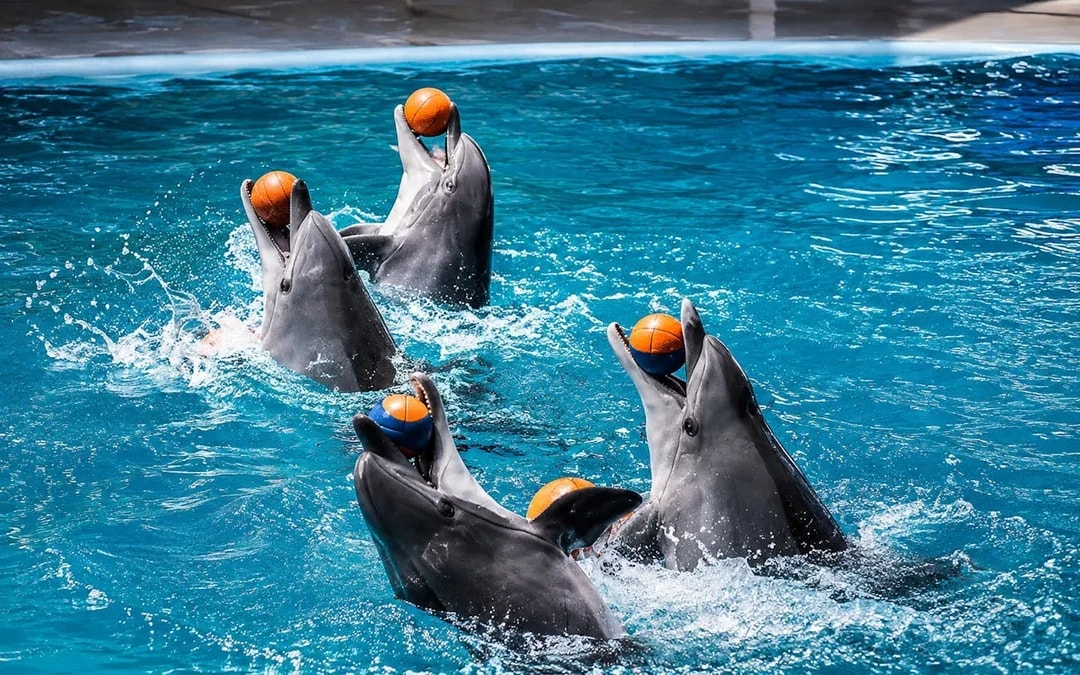 Istanbul Dolphinarium Show and Dolphin Swimming Experience Tickets Image 3