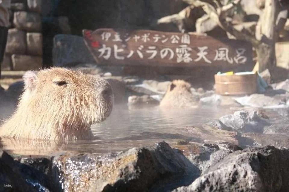 Izu, Shizuoka, Japan - Izu Cactus Zoo e-ticket