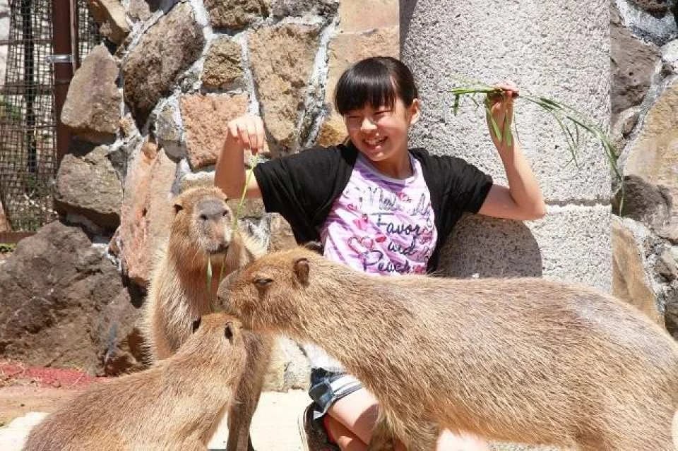 Izu, Shizuoka, Japan | Izu Cactus Zoo e-ticket