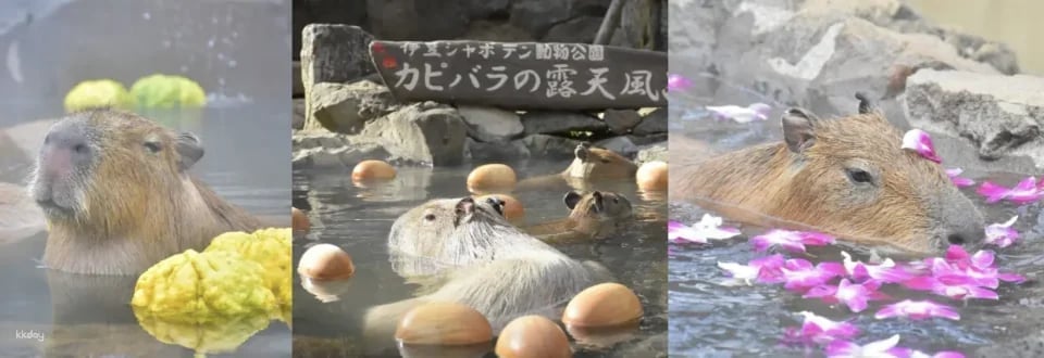 Izu, Shizuoka, Japan | Izu Cactus Zoo e-ticket