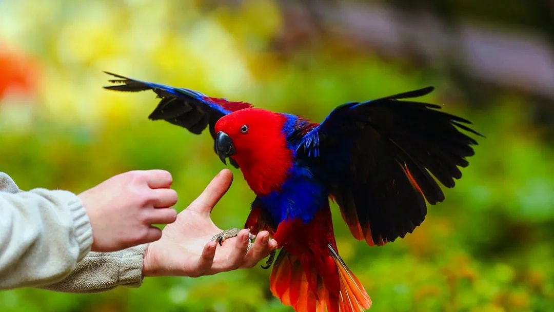 Eclectus parrot landing on a person's hand in a lush green setting.